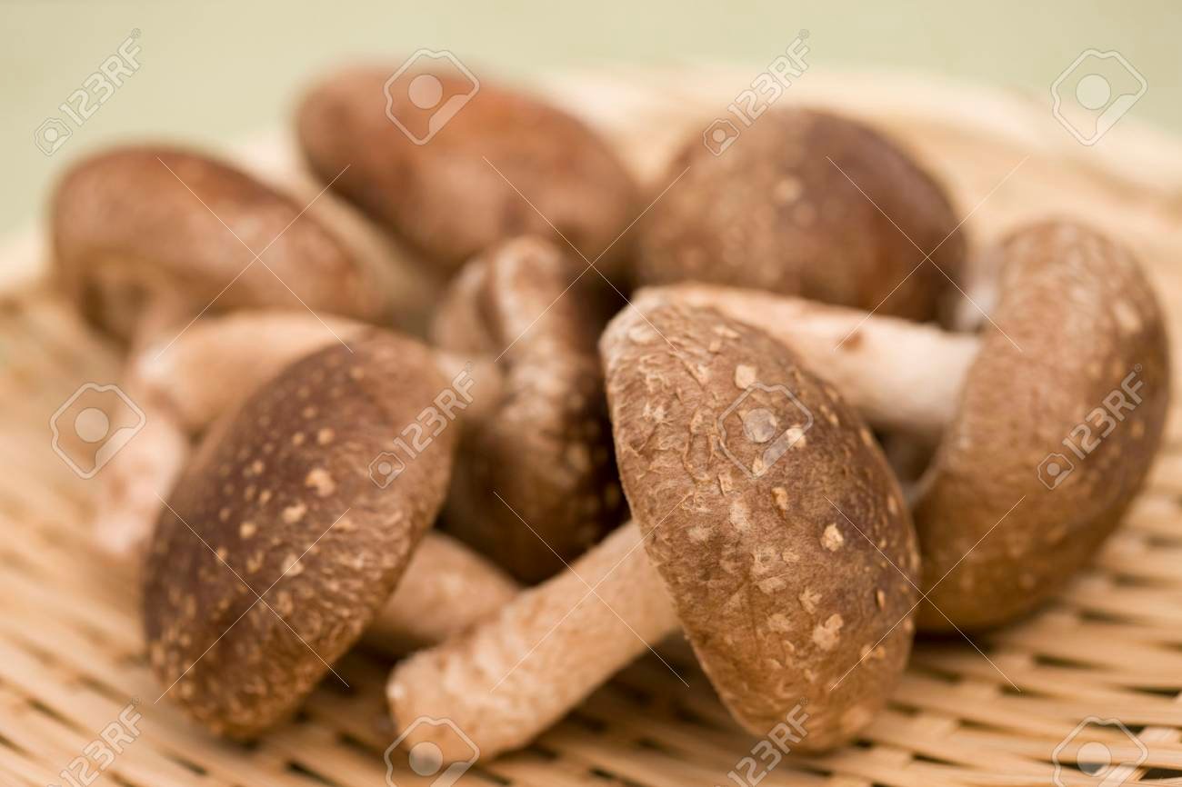 Shiitake